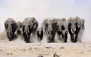 Walking Elephant Herd Wallpaper