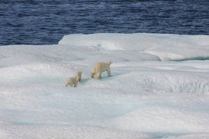 Walking Polar Bear With Cubs Wallpaper