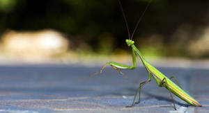 Walking Praying Mantis Wallpaper