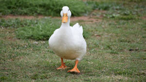 Walking White Duck Wallpaper