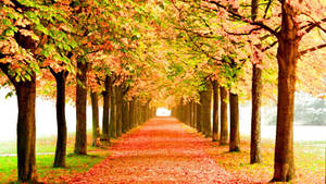 Walkway In Seasons Wallpaper