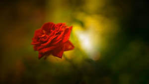 Wallpaper Red Rose, Beautiful, Hd, 4k, Flowers Wallpaper