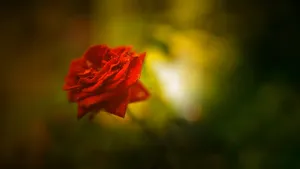 Wallpaper Red Rose, Beautiful, Hd, 4k, Flowers Wallpaper