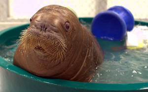 Walrus, Baby, Bathing Wallpaper