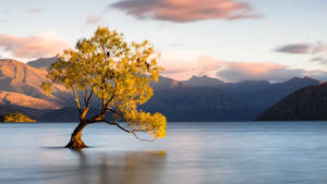 Wanaka Tree In New Zealand Wallpaper