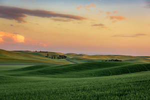 Washington Green Wheat Fields Wallpaper