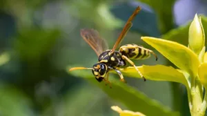 Wasp Flower-pollinating Insect Wallpaper