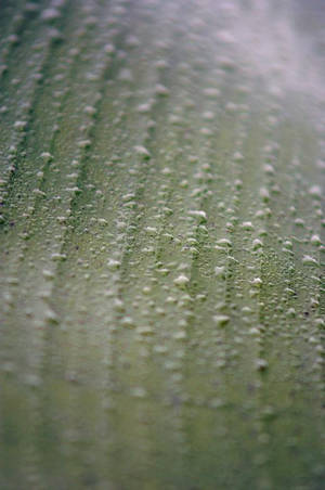 Water Droplets Following Leaf Lines Wallpaper