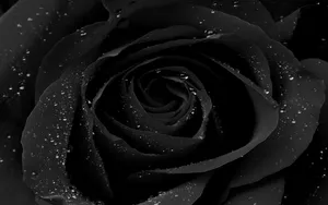 Water Droplets On Black Rose Wallpaper