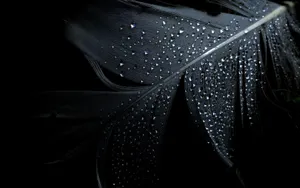 Water Droplets On Feather Black Desktop Wallpaper