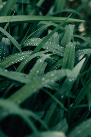 Water Droplets On Grass Wallpaper