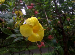 Water Droplets On Yellow Flower Wallpaper