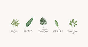 Watercolor Tropical Leaves Minimalist Plant Desktop Wallpaper