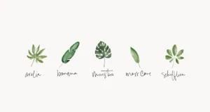 Watercolor Tropical Leaves Minimalist Plant Desktop Wallpaper