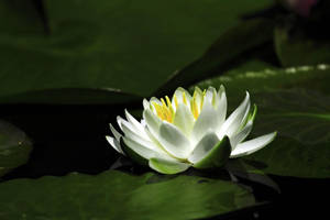 Waterlily, Snow-white, Water, Leaves Wallpaper