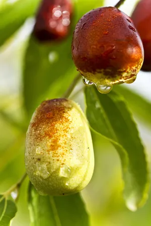 Watery Jujube Fruits Wallpaper