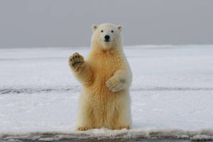 Waving Polar Bear On Ice Wallpaper