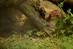 Weasel Peeking From Hollow Log Wallpaper