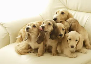 Weimaraner Puppies Family Wallpaper