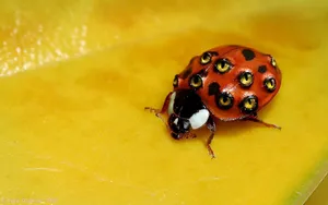 Weird Red Bug Wallpaper