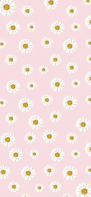 Welcome Spring With Vibrant Colored Daisies! Wallpaper