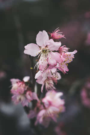 Welcome To The Beautiful World Of Dark Flower Aesthetic Wallpaper