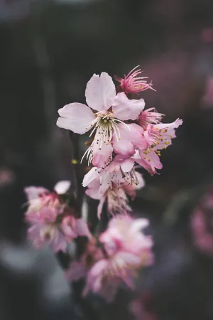 Welcome To The Beautiful World Of Dark Flower Aesthetic Wallpaper