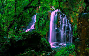 Welcome To The Magical Forest! Wallpaper