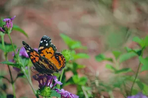 West Coast Lady Butterfly Wallpaper