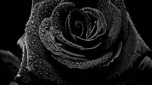 Wet Black Rose Wallpaper