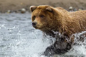 Wet Brown Adult Bear Wallpaper