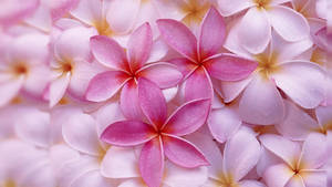 Wet Cute Pink Flower Pieces Wallpaper