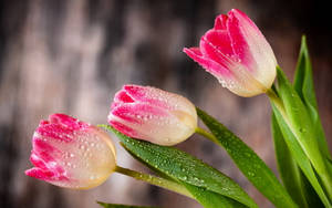 Wet Pink Tulip Beautiful Flower Wallpaper