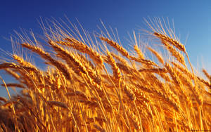 Wheat Field Bent To The Side Wallpaper