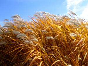 Wheat Field With White Fuzzy Tips Wallpaper