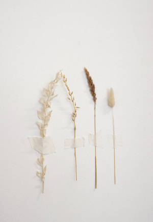 White Aesthetic Dried Flowers Wallpaper