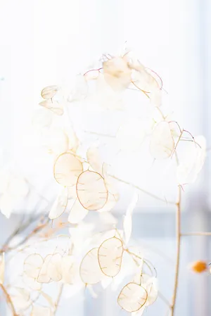 White Aesthetic Floral Decor Wallpaper
