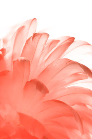 White Aesthetic Red Feathers Wallpaper