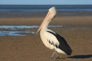 White And Black Pelican Beautiful Birds Wallpaper