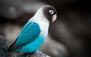 White And Blue Bird Wallpaper