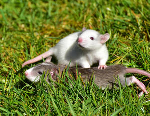 White And Brown Rat Playing On Grass Wallpaper