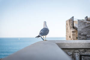 White And Gray Gull Beautiful Birds Wallpaper