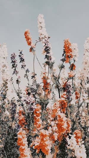 White And Orange Flower Growing Wallpaper