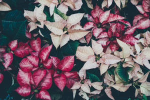 White And Red Poinsettia Wallpaper