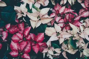 White And Red Poinsettia Wallpaper