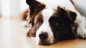 White And Tan Furry Dog Wallpaper