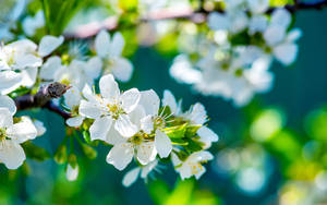 White Apple Tree Branch Bloom Macro Apple Flower Wallpaper