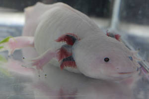 White Axolotl Close-up Wallpaper