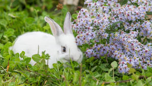 White Baby Bunny With Big Ears Wallpaper