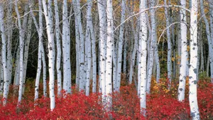 White Birch Tree Forest Red Flowers Wallpaper